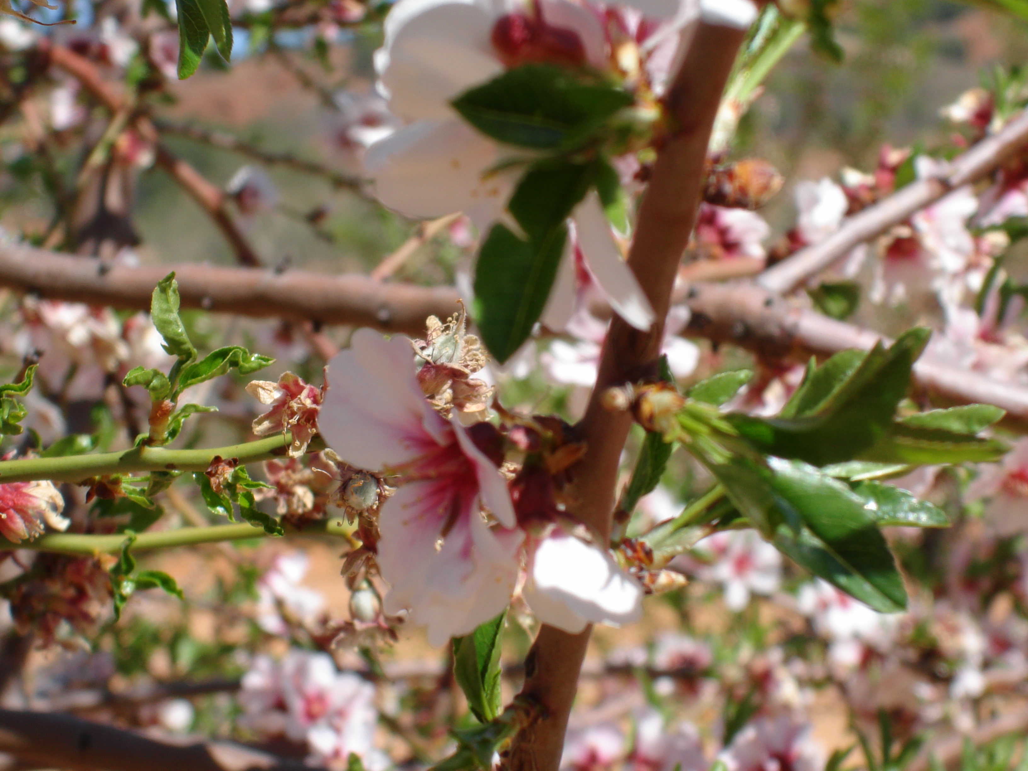 Melocotón en flor